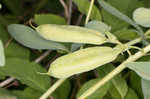 Blue wild indigo